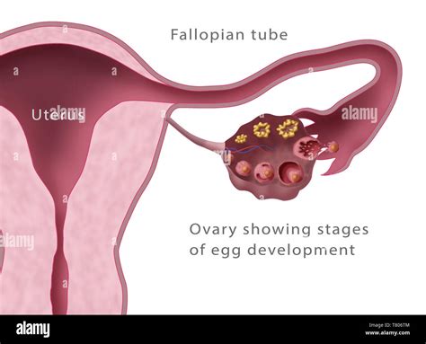 mature follicle  ovary  res stock photography  images alamy
