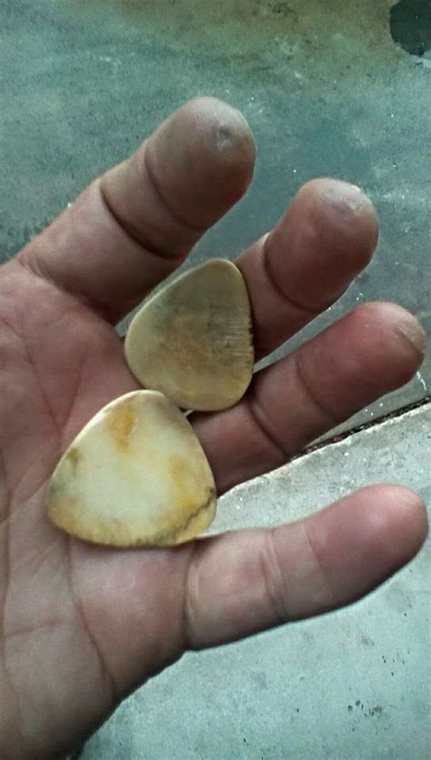 Turtle Shell guitar picks | Turtle shell, Guitar picks, Turtle