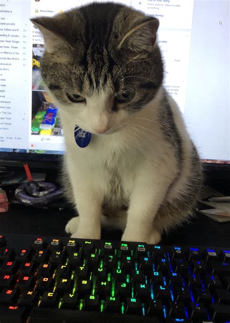 He’s contemplating laying on my keyboard : r/catpictures