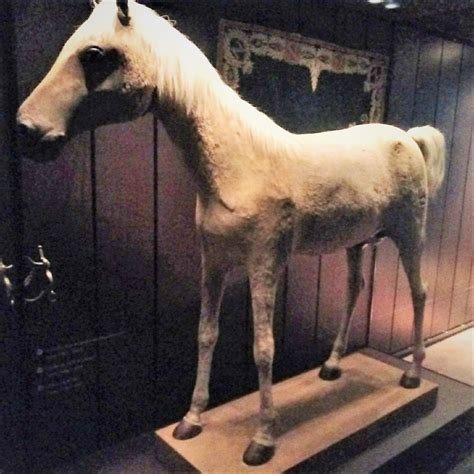 Qual É A Cor Do Cavalo Branco De Napoleão - Qual A Cor Do Cavalo Branco De Napo - RETOEDU