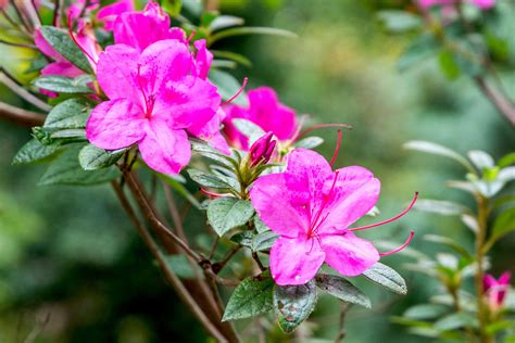 The Complete Azalea Guide: How to Grow and Care for Azaleas