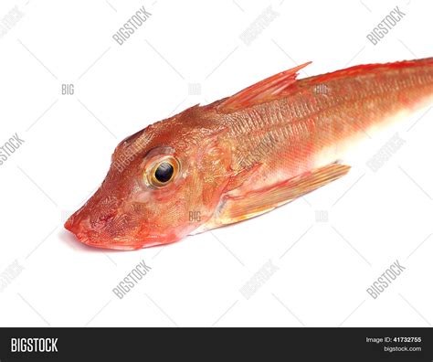 Red Gurnard Fish Image & Photo (Free Trial) | Bigstock