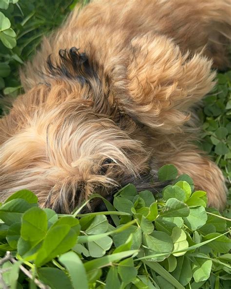 Katherine Ben-Ezra | Charlie Rose and Chewbacca aka lil bacca | Instagram