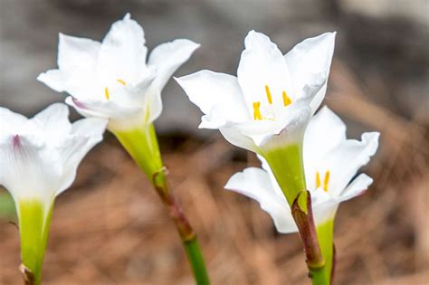 How to Grow and Care for Rain Lilies