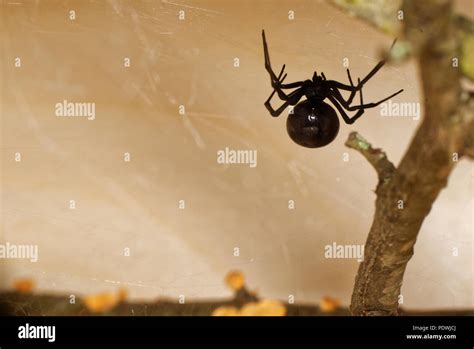 Latrodectus mactans hi-res stock photography and images - Alamy