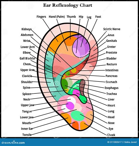 Ear Reflexology Chart, Ear Mapping with Description of the