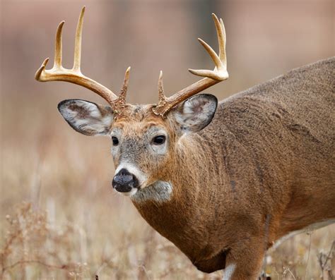 missouri deer hunting regulations 2024