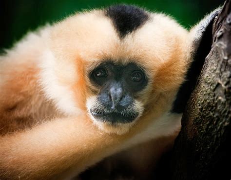 The hopes of saving the Hainan black crested gibbon are now very slim