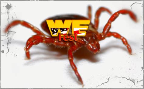 WE Fest Cancelled Due To Massive Disease-Carrying Tick Invasion | FM ...