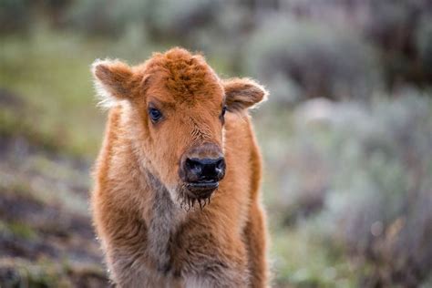 Yellowstone National Park Puts Down Baby Bison After Visitor Touches It