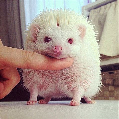 Albino Hedgehog