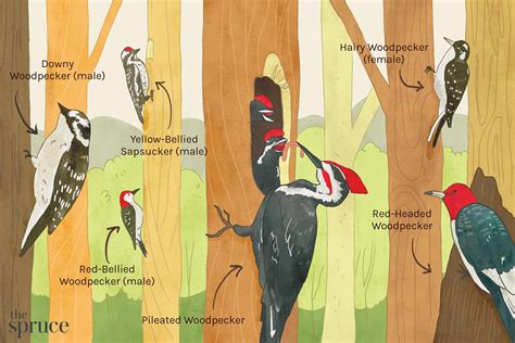 Female And Male Downy Woodpecker