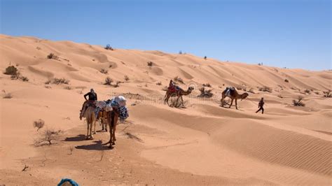 Camel Caravan in the Sahara Desert Editorial Stock Image - Image of ...