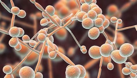 Everything You Need To Know About Candida Albicans, 54% OFF