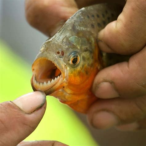 piranha wallpapers wallpaperscom