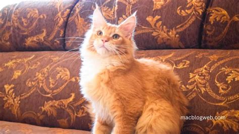 The Orange Maine Coon: A Comprehensive Guide