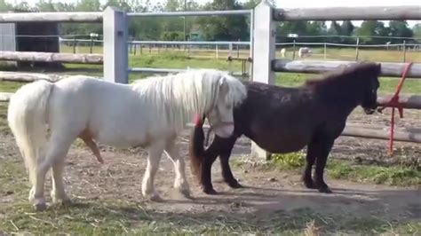 Amazing Horse Mating Compilation - How To Horse Mating - Animals Mating ...