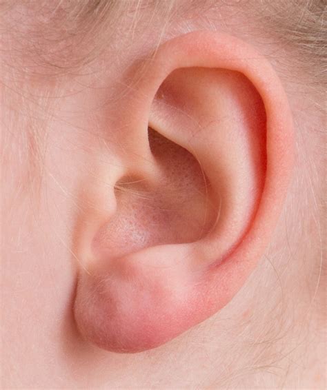 ear outline ear images pixabay