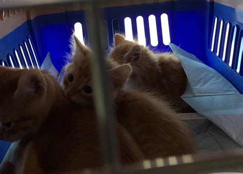 Humane society of nw louisiana saves dozens of abandoned pets 11