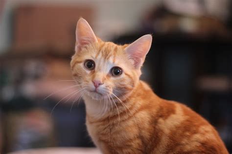 Cheddar - Browncoat Cat Rescue