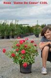 Питомник декоративных, хвойных и плодовых растений
