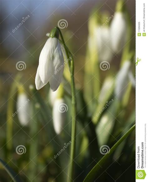 The first spring snowdrops stock image. Image of design - 113284325