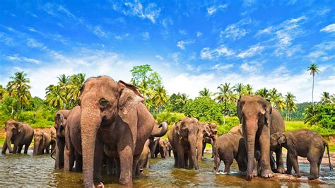 Sri Lanka Elephant Wallpapers - Top Free Sri Lanka Elephant Backgrounds ...