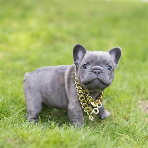 Are Reverse Brindle French Bulldogs Rare
