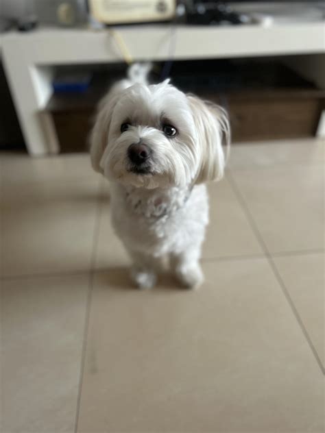 My handsome little Bichon Maltese Otto just being cute : r/Maltese