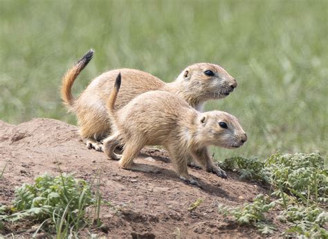 baby prairie dogs | Roads End Naturalist