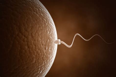 Quanto Tempo O Espermatozoide Vive - Quanto tempo vive um espermatozoide? | Mulher Ciência | Mulher