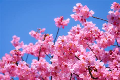 Different Types Of Cherry Blossom Trees at Oscar Loveless blog