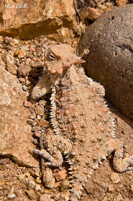 animal camouflage