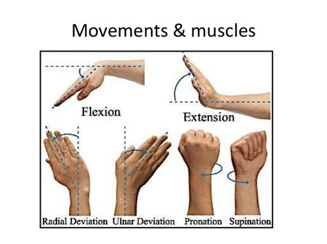 Wrist Joint: Anatomy, Function, Ligament, Movement - Mobile Physio