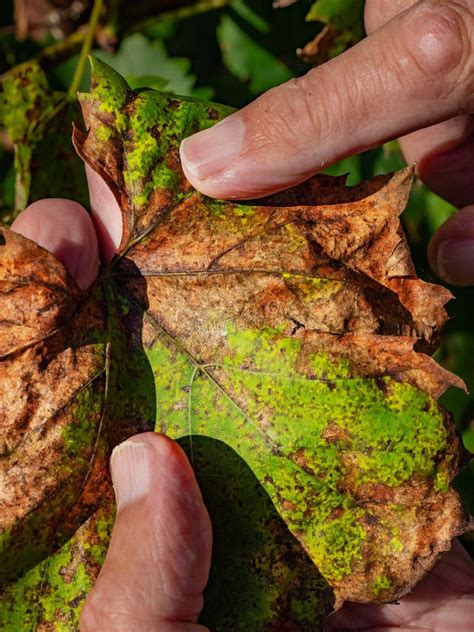 Vine Grape Leaf with Chlorosis. Diseases of Grapes. Chlorosis of Leaves Stock Photo - Image of ...