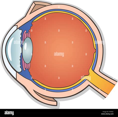 Human Eye Cross Section Stock Photo - Alamy