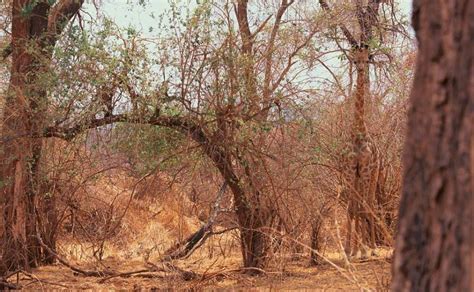 animal camouflage pictures thatll mess   eyes