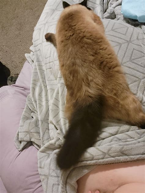 I thought Sapphire was a Siamese but I'm thinking she's maybe a ragdoll