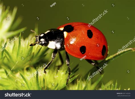 macro side view caucasian red sevenspotted stock photo