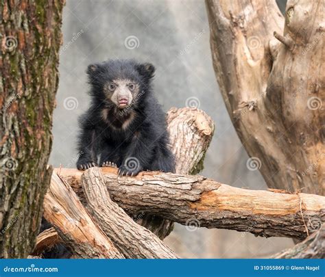 Sloth Bear Cubs