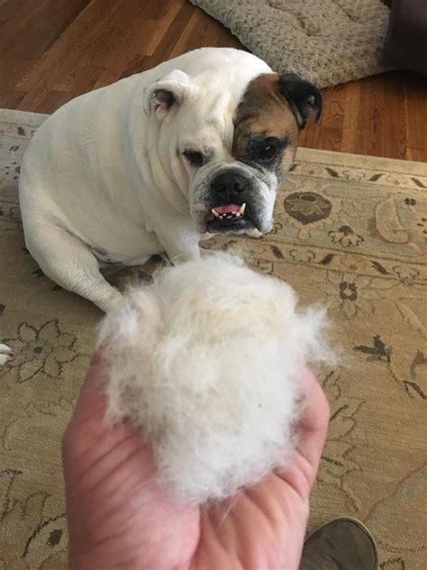 7 Ways to Fix English Bulldogs' Snoring Problem