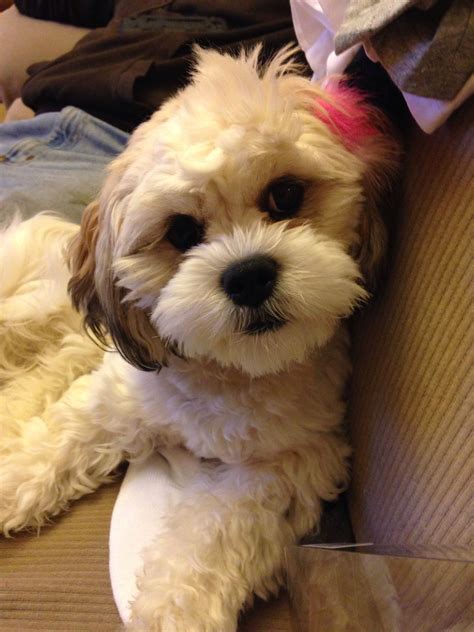teddy bear cut for dogs 9