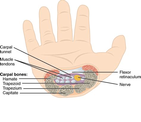 bones   upper limb anatomy  physiology