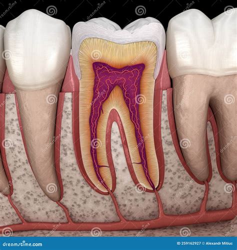 Molar Anatomy in Details. 3D Illustration of Human Teeth Stock