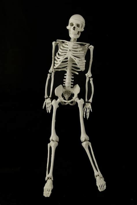 ft articulated skeleton dapper cadaver props