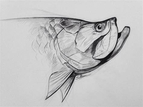 Tarpon Sketch at PaintingValley.com | Explore collection of Tarpon Sketch