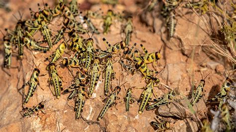 Africa locust invasion spreading, may become ‘most devastating plague ...