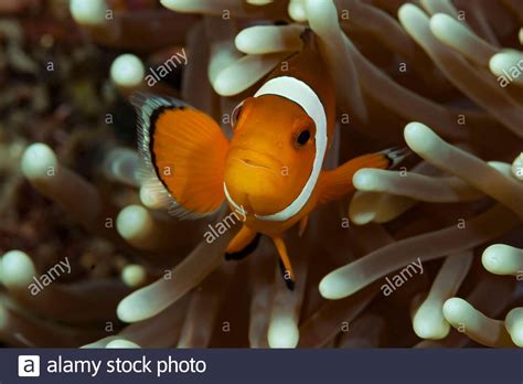 Anemonefish (or Clownfish) live in a symbiotic relationship with sea ...