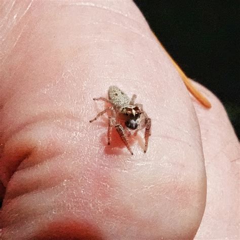 the smallest spider in the world 1