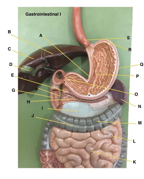 gastrointestinal 1 Diagram | Quizlet